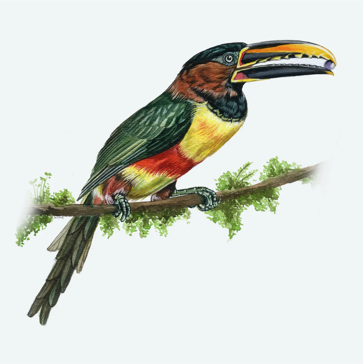 pajaro