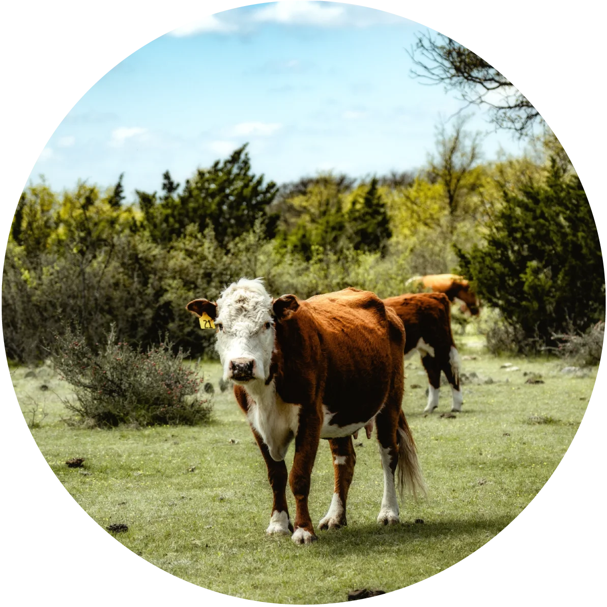 vaca